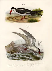 Amerikanischer Scherenschnabel, 1864